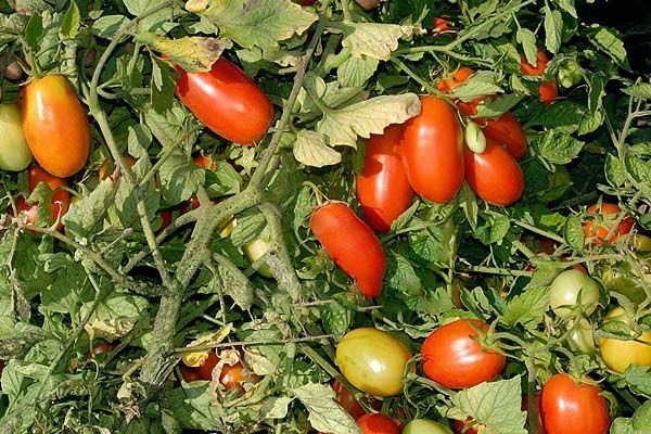 Ercole tomatoes