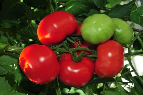 Eierstocktomaten