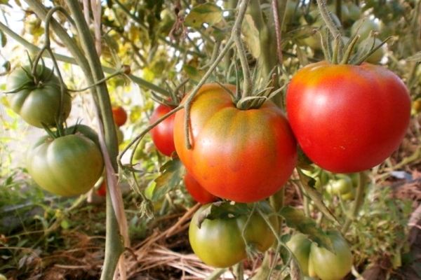 tomatoes growing