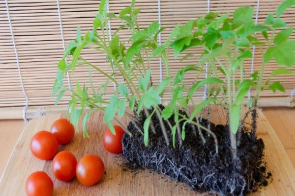 Charakteristika a popis odrůdy rajčat Evpator, její výnos 