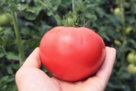 Růžové řešení rajčat v ruce