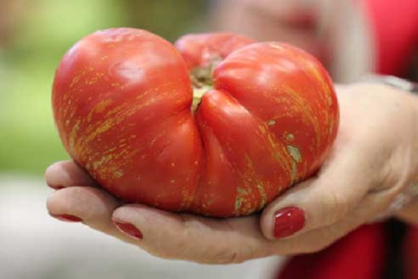 tomato fireworks