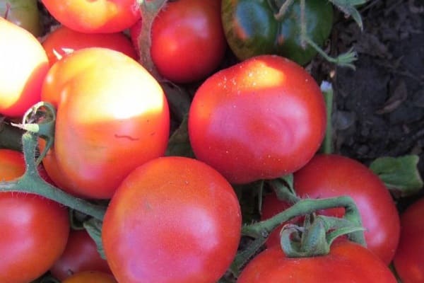 fruit clusters