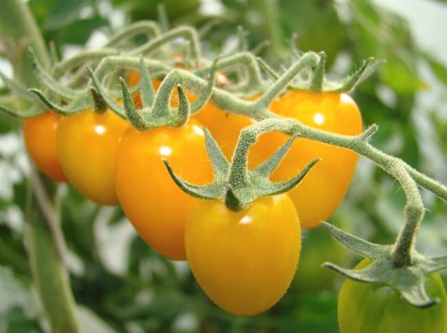 tomatoes growing