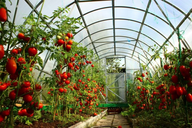 Tomaten in einem Gewächshaus