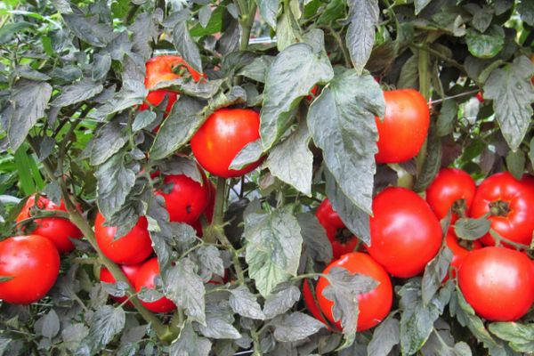 Tomaten anbauen