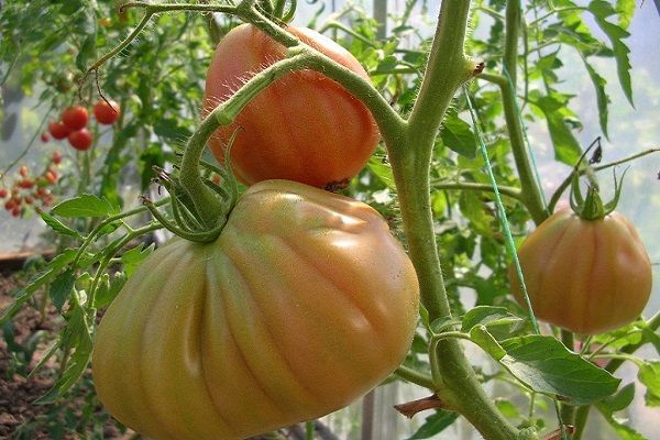 Tomates verdes