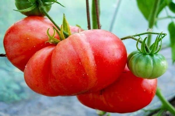 riesige rosa Tomate