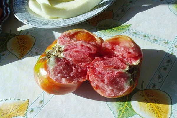 tomate rasgado 