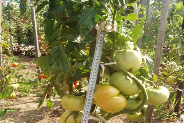 tomate açucarado 