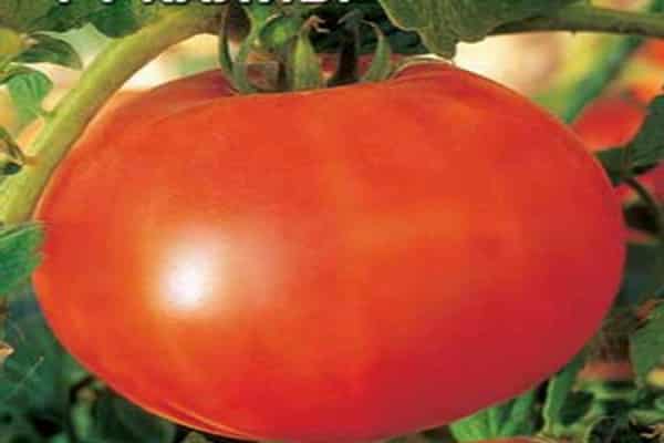 tomate maduro 