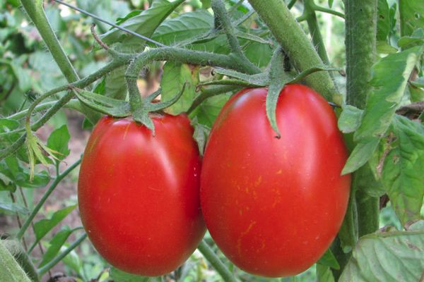 Tomaten Gloria