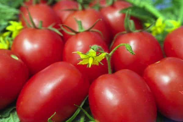 Ripe tomatoes