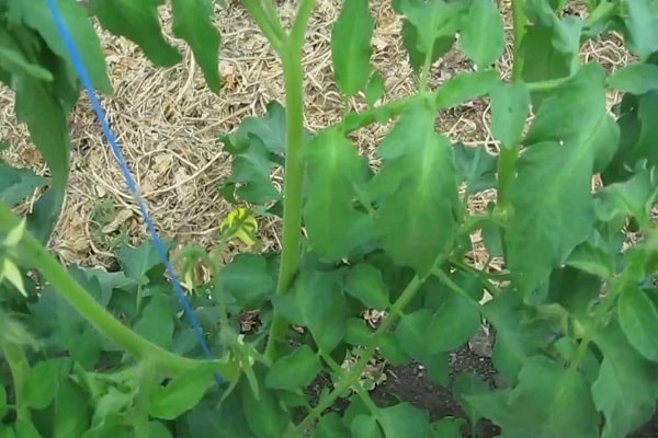 forcing seedlings