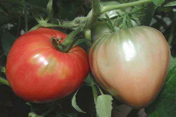 comparando tomates