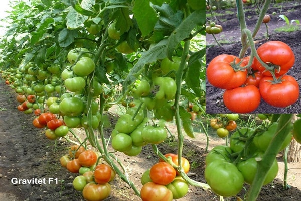 rajčatová gravitace