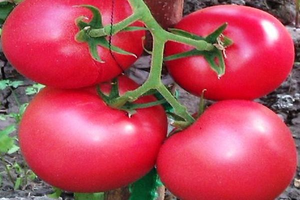 Popis odrůdy rajčat Griffin f1, její vlastnosti a pěstování