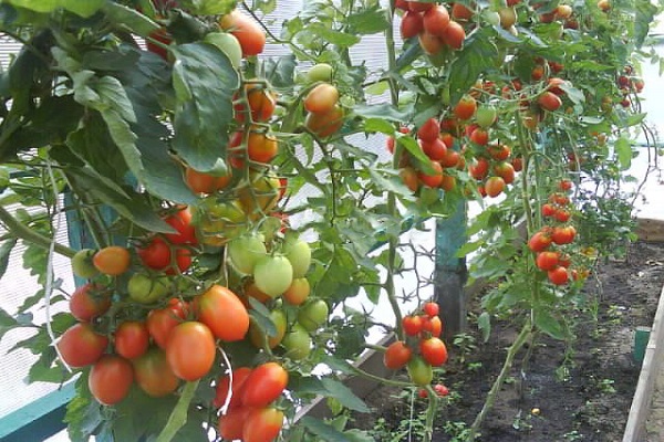 Popis odrůdy rajčat Grozdeva a jejích vlastností