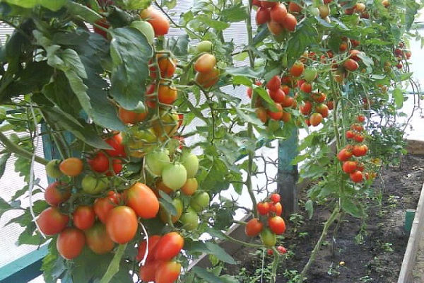 Beschreibung der Tomatensorte Grozdeva und ihrer Eigenschaften