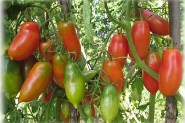 Tomatentraube