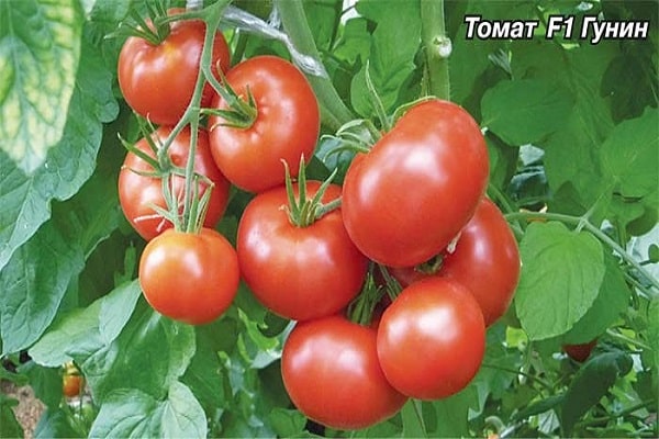 sazenice rajčat
