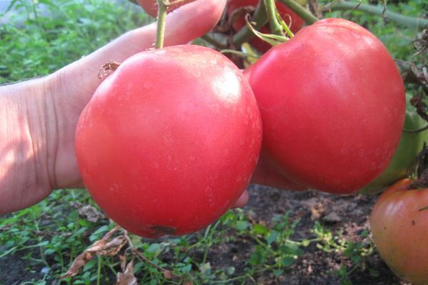 Tomates mûres