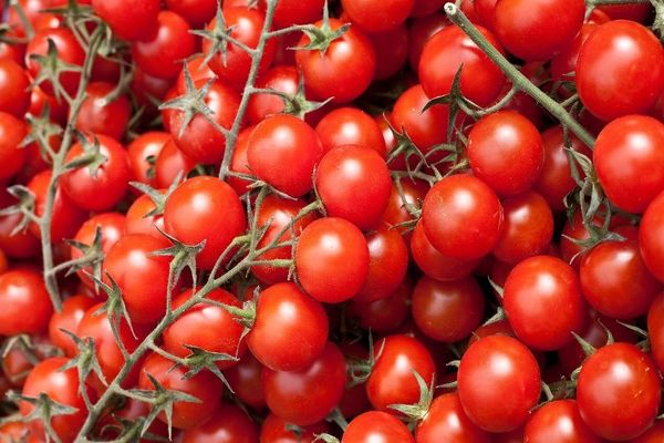 Tomato Round Dance