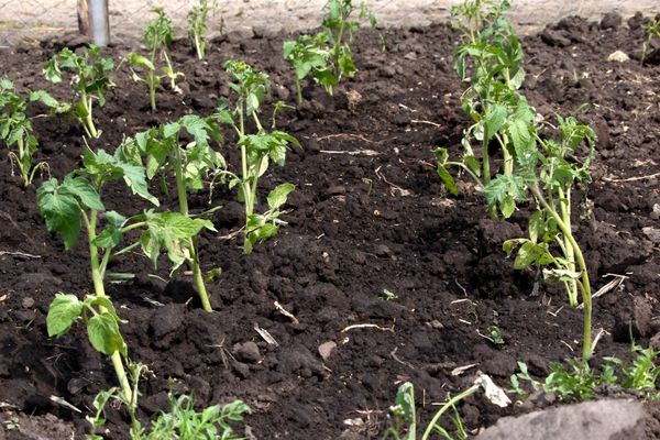 tomates plantados