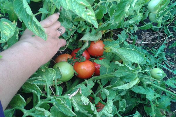 cuidado del tomate