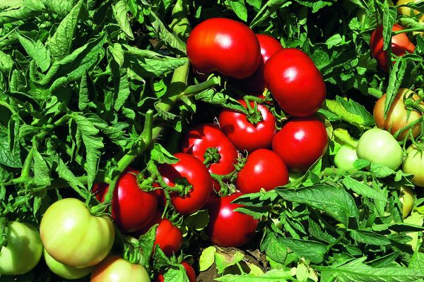 Tomato harvest