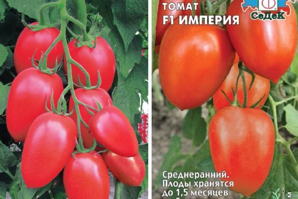 Tomato fruits