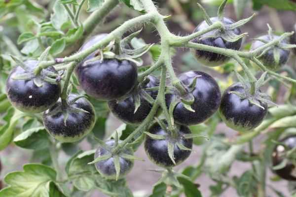 beaucoup de tomates