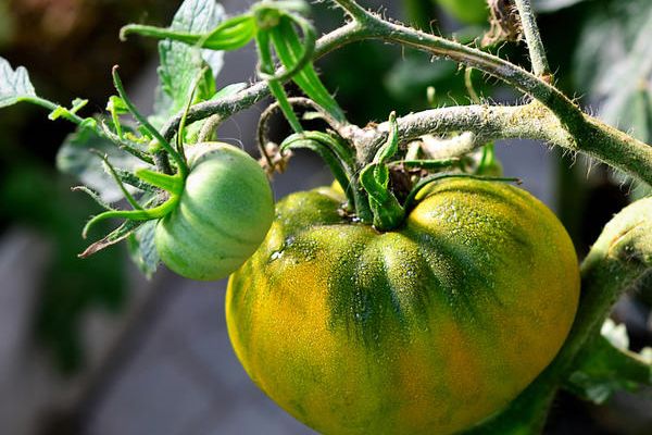 Zelené rajče
