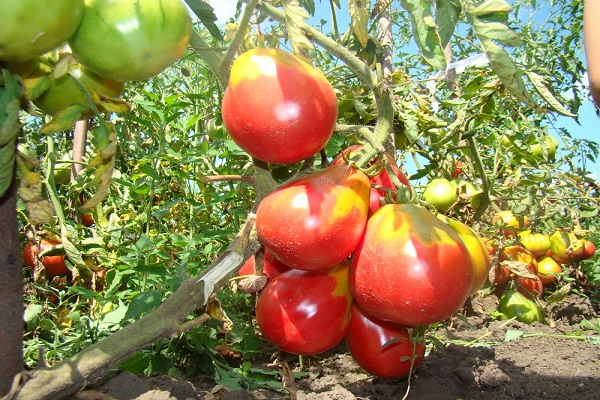 tomato Ivan Kupala 