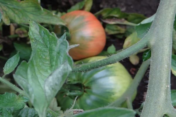 planting irrigation