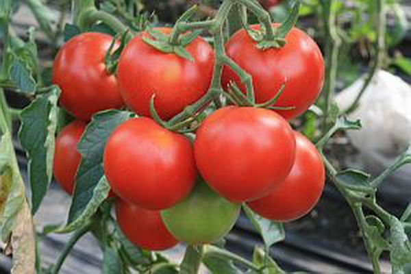 características de la variedad