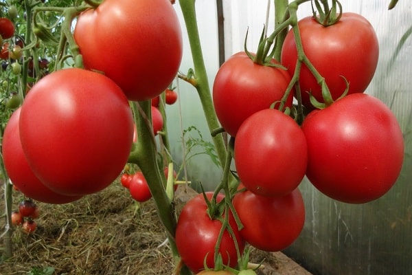 reichlich Tomaten