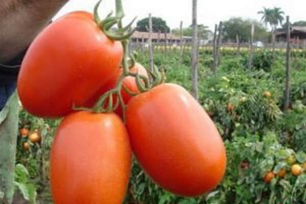 Die Tomate ist nicht launisch 