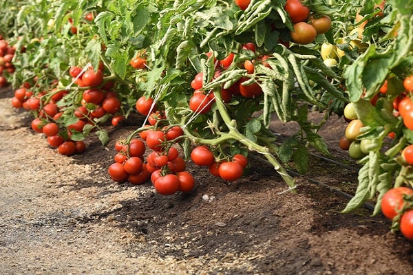 tomato captain