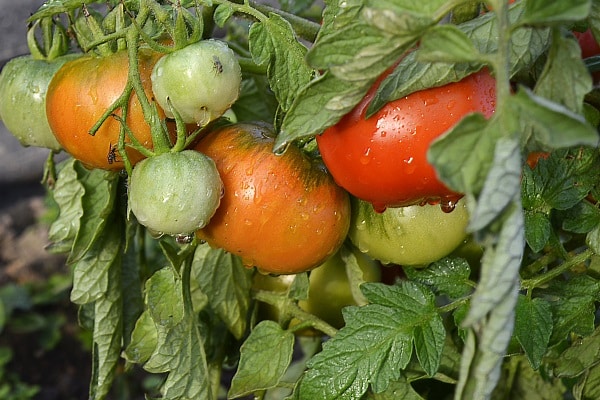 ultra raná rajčata