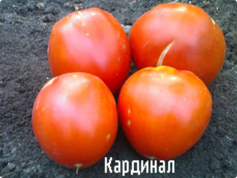 tomato Cardinal