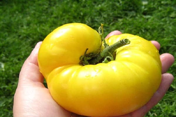 ripe tomato