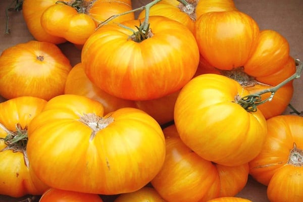 Popis odrůdy rajčete Kazachstan Yellow, její výnos a pěstování