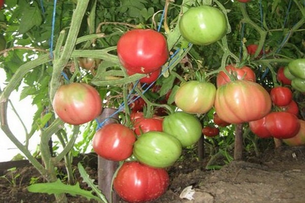 Kiewer Tomate