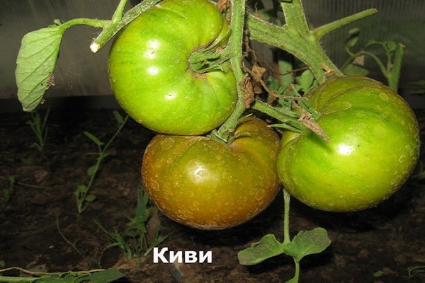 rajčatové kiwi 
