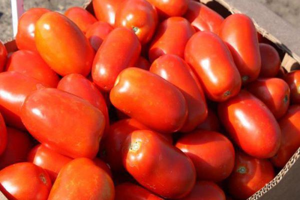 Ripe tomatoes