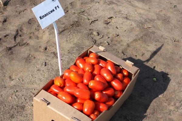 Lange Tomaten