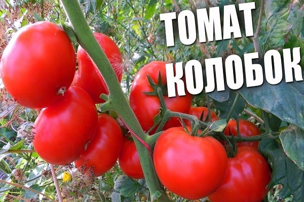 tomate kolobok