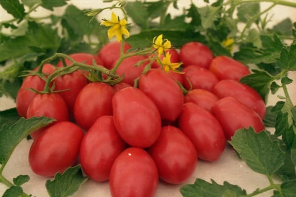 preparing salads