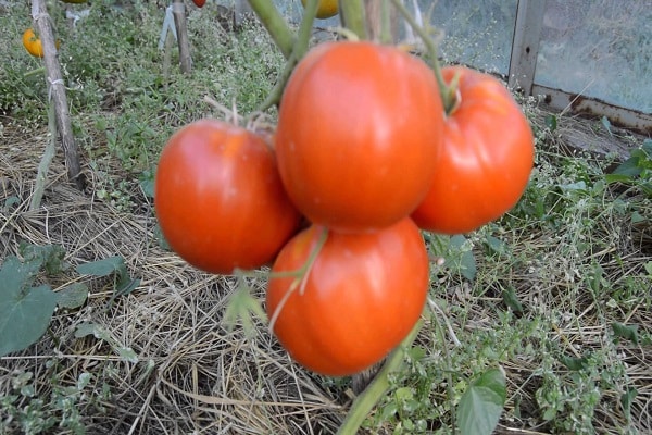 großfrüchtige Tomate